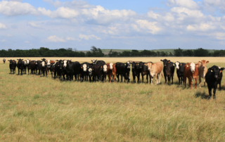 ‘Where’s the Beef?’ expands, now offering video resources A direct-to-consumer beef sales program, created by Texas A&M AgriLife Extension Services, is expanding outreach efforts and is now offering videos.