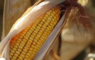 corn economic impact study