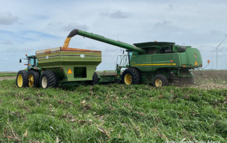 Corn harvest continues across Lone Star State For some farmers, like Tryne Mengers in Bee County, harvest is disappointing compared to last year’s crop.