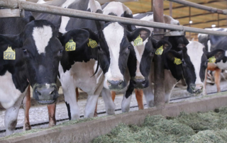 Proposed changes to FMMO threaten fairness in dairy policy Changes to Federal Milk Marketing Orders (FMMO) being considered by USDA could hurt the farmers the FMMO system is designed to protect.