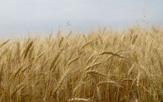 New drought-tolerant wheat trait approved A new drought-tolerant wheat trait, HB4, was recently approved by the U.S. Department of Agriculture (USDA).