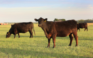 National beef checkoff to invest $38 million in beef programs About $38 million will be invested in 2025 into programs of beef promotion, research, consumer information, industry information, foreign marketing and producer communications through the national beef checkoff.