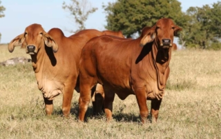 New vaccine created to protect cattle from tick-borne disease Researchers at the University of Missouri are developing a vaccine to protect cattle from anaplasmosis.