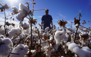 Texas Farm Bureau urges Congress to act on the farm bill Congress is back in session after the August recess, and Texas Farm Bureau is once again urging lawmakers to take action now on the farm bill.