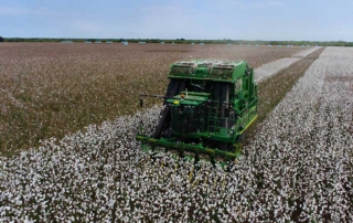 This year's cotton crop varies widely across the state with some farmers harvesting five-plus bales to the acre and others 1.5 bales.