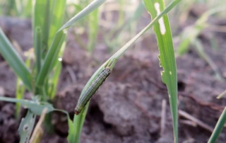 Although it’s not quite fall yet, armyworms are on the move, and experts encourage ranchers to protect their valuable forages.