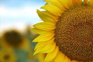 The blooming sunflowers grown by Scott Born are seasonal stunners, grabbing the attention of locals and those driving by.