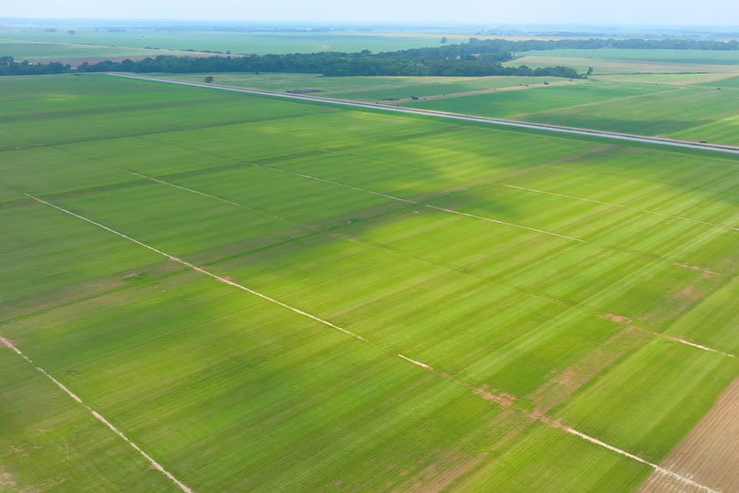 Roots run three generations deep on turfgrass farm Three generations of the Gavranovic family are rooted deeply in the turfgrass business. They own and operate Horizon Grass Farms, which has sod farms in several counties in the state.