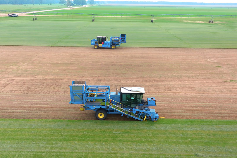 Roots run three generations deep on turfgrass farm Three generations of the Gavranovic family are rooted deeply in the turfgrass business. They own and operate Horizon Grass Farms, which has sod farms in several counties in the state.