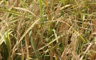 The quality and yields are lower for this year’s rice crop due to cool growing conditions and the impact of Hurricane Beryl.