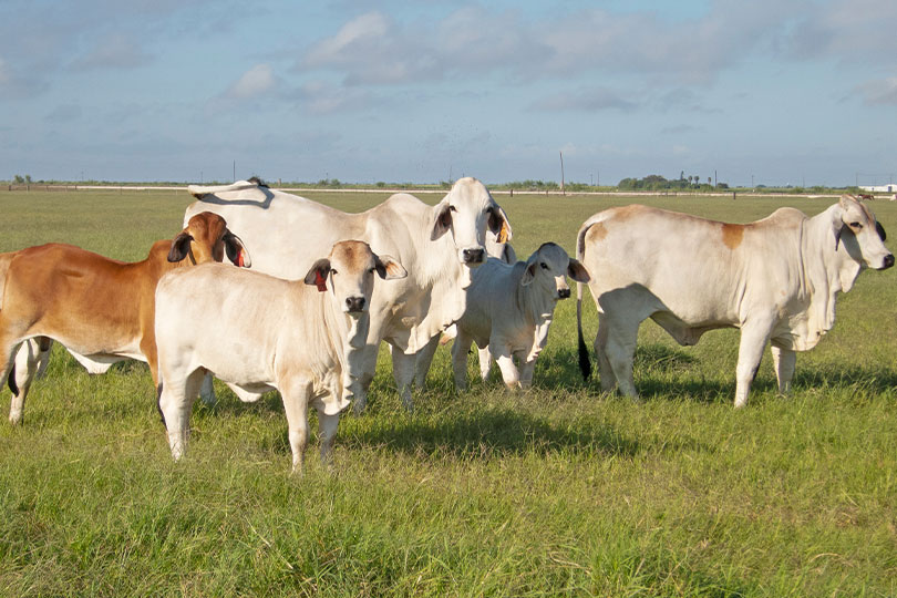 Cattle herd rebuilding still on hold in Texas, U.S. 