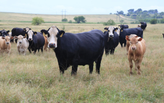 Low inventory leads to uncertainty in cattle markets With U.S. cattle inventory at the lowest level in more than seven decades, farmers and ranchers are facing uncertainty about the future.