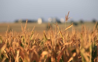 Farm Bureau talks tax credits with the White House AFBF President Zippy Duvall met with White House officials recently to relay that while America’s farmers stand ready to grow the crops necessary to produce clean fuels, they need fair treatment.