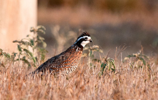 Rising quail numbers signal promising hunting season Improved habitat conditions and timely rainfall led to an increase in Texas quail populations, sparking hunter optimism as the 2024 quail season kicks off Oct. 26.