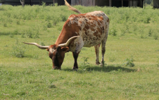 Texas students learned about longhorns virtually through Texas Farm Bureau’s Farm From School program.