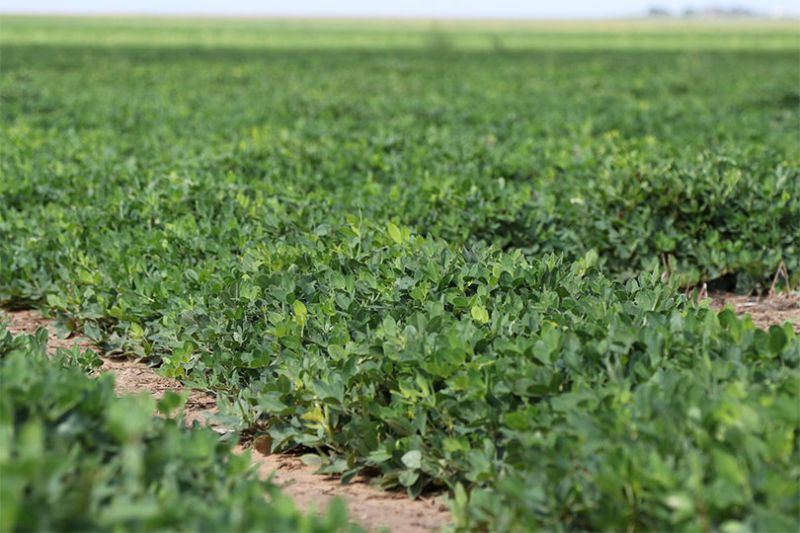 Grant awarded to develop market for high-oil peanuts Texas A&M AgriLife Research received a grant to develop a market for producing high-oil peanuts.