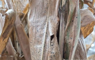 Fall corn décor infected by tar spot Seasonal fall corn décor sold at large retailers across Texas has been identified to be infested with Phyllacora maydis fungus, also known as tar spot.