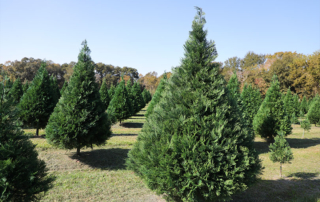 Rising demand for Texas-grown Christmas trees The demand for Texas-grown Christmas trees is on the rise this holiday season as acreage and entrepreneurial interest in farms expands.