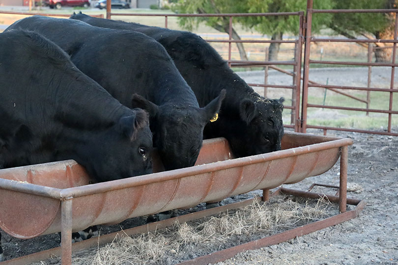 Outstanding YF&R finalist: Colby and Ashley McClendon Colby and Ashley McClendon grow corn, oats, wheat, sorghum, soybeans and hay. They also raise cattle and sell their beef through their meat market located on their farm.