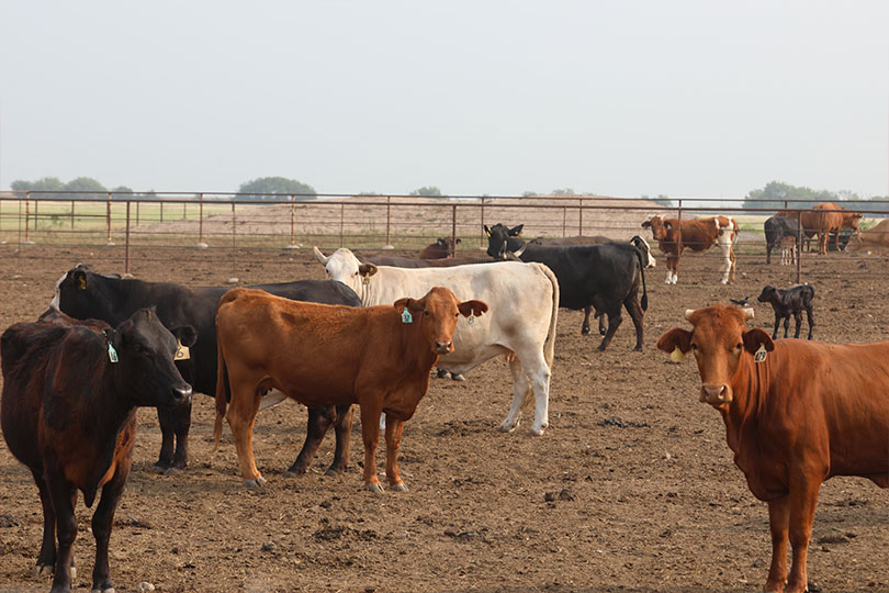 Interactive tool could help mitigate cattle fever tick outbreaks