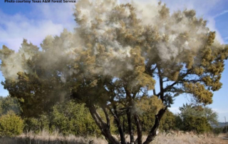 Texans brace for the return of cedar fever season, as winter brings clouds of pollen and a wave of allergy symptoms.