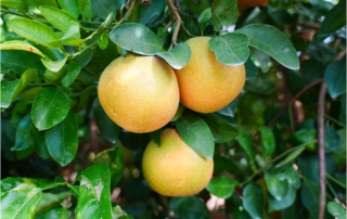 Water crisis threatens the future of Texas citrus