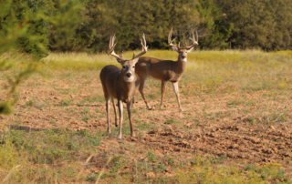 Changes to Texas hunting, fishing regulations for 2024-25 The Texas Parks and Wildlife Department announced several changes to hunting and fishing regulations for the 2024-2025 season.