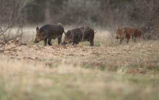 Scientists are assessing a tick’s potential to spread African swine fever in Texas and the Southern United States.