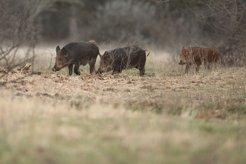 Scientists are assessing a tick’s potential to spread African swine fever in Texas and the Southern United States.