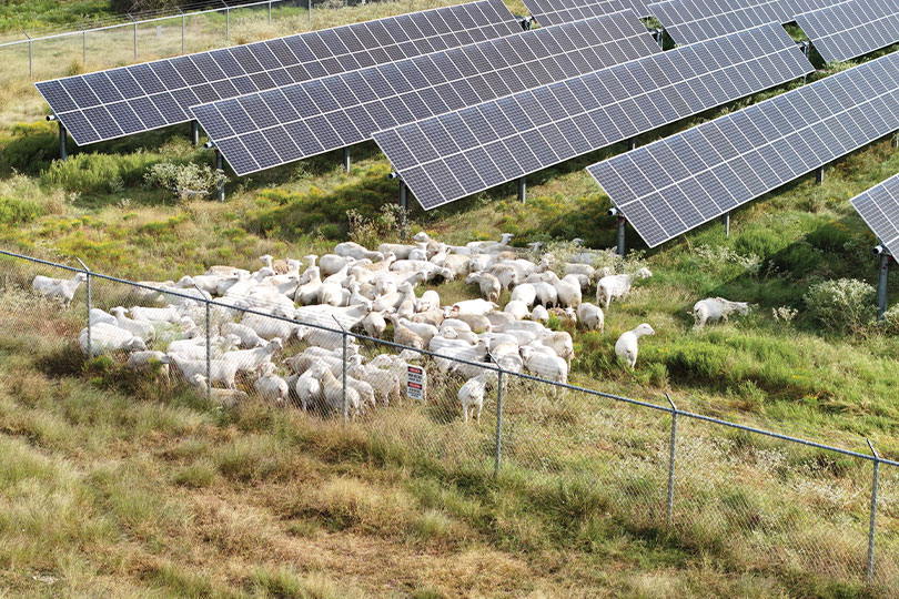 Outstanding YF&R finalist: Kade and Morgan Hodges Kade and Morgan Hodges raise Royal White sheep, cattle and goats in Sterling County. They also operate a feedyard and graze sheep on solar farms.