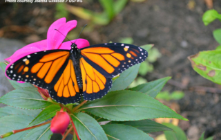 US Fish and Wildlife Services proposed listing the Monarch butterfly as threatened under the Endangered Species Act.