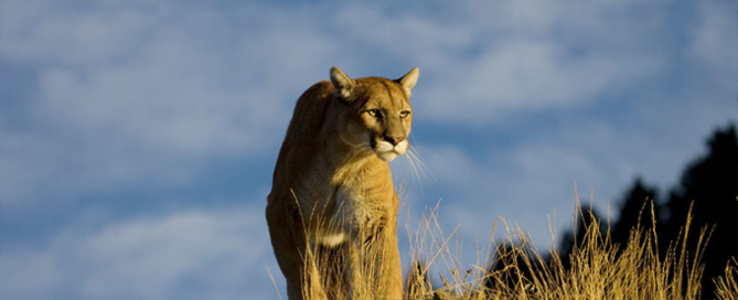 Hunters, trappers can voluntarily report mountain lion harvests Hunters and trappers can voluntarily report mountain lion harvests to the Texas Parks and Wildlife Department in the Texas Hunt & Fish mobile app.