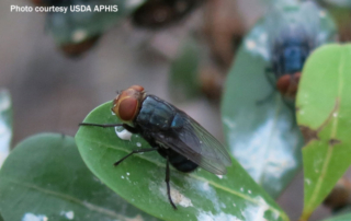 USDA approves funds to fight New World screwworm USDA approved emergency funding to block the New World screwworm from entering the U.S. from Mexico.