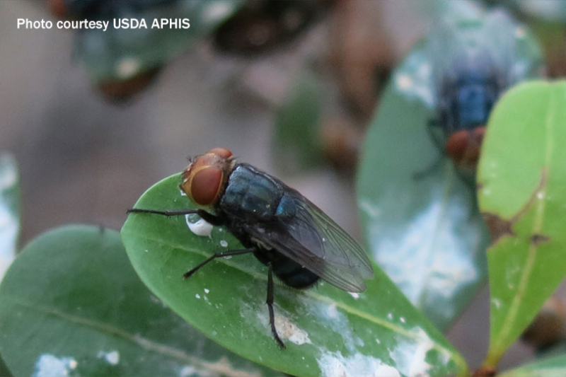 USDA approves funds to fight New World screwworm USDA approved emergency funding to block the New World screwworm from entering the U.S. from Mexico.