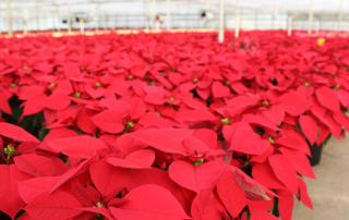 Texas students learn about poinsettias through Farm From School Texas students learned about poinsettias through Texas Farm Bureau’s (TFB) Farm From School program in December.