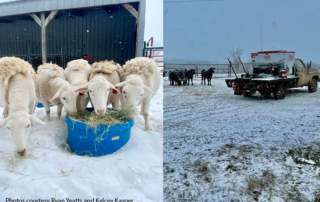 Texas ranchers weather winter storm Fields and pastures across parts of Texas are covered in snow. For some, it was a snow day, but it was just another day for ranchers.