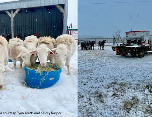 Texas ranchers weather winter storm