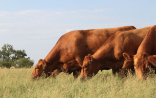 Upcoming cattle reports will paint clearer picture of market trends USDA will soon publish cattle reports that provide information on total cattle inventory in the U.S. and each state.