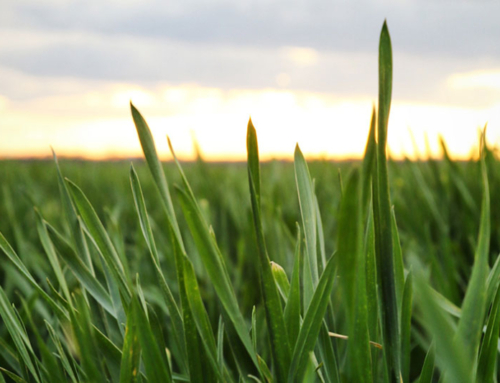 Texas Farm Bureau joins statewide water coalition