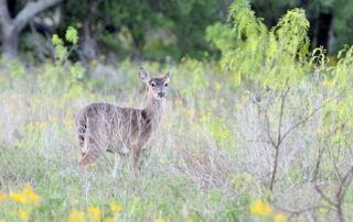 CWD detected in Brown County high-fence release site Chronic wasting disease was confirmed at a Brown County high-fence ranch. This detection marks the first detection for the county.