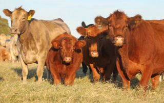 Strong demand, high cattle prices to continue for ranchers Ranchers can expect continued strong demand and historically high prices to continue this year, according to CattleFax analysts.