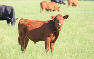 Electronic registry for livestock brands could be established in Texas If HB 1417 and SB 503 pass this legislative session, an electronic registry for livestock brands and marks would be established.