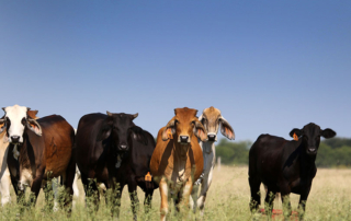 Texas lawmakers reintroduce cattle fever tick legislation U.S. Rep. Monica De La Cruz and Sen. John Cornyn reintroduced the Cattle Fever Tick Eradication Program Enhancement Act in Congress.