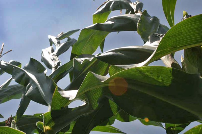 Mexico revokes GE corn decree to comply with USMCA ruling The Mexican government officially lifted its ban on genetically engineered corn imports from the U.S. after the U.S. successfully argued the measure violated its commitments under the USMCA trade deal.