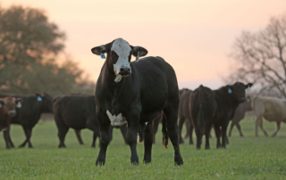 Cattle imports from Mexico resume under new protocols USDA is resuming imports of Mexican livestock with new inspection protocols to protect against New World screwworm.