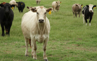 Texas beef herd grows slightly, U.S. numbers drop The Texas cattle herd grew slightly since last year, but the U.S. herd remains near record low numbers.