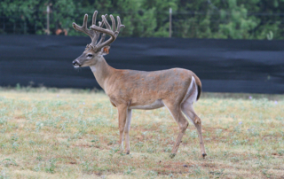 CWD found in Kaufman County deer breeding facility Two cases of chronic wasting disease were confirmed in a Kaufman County deer breeding facility.