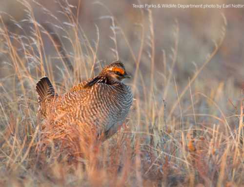 Federal court ends lesser prairie-chicken rule