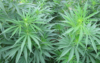 Report shows increase in Texas, U.S. hemp production Industrial hemp production is on the rise in Texas and across the country, according to the National Hemp Report released by the U.S. Department of Agriculture (USDA).