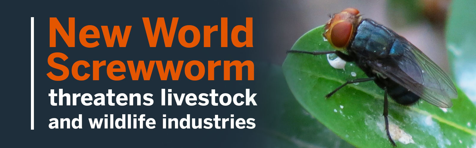 NewWorldScrewworm_Orange New World screwworm